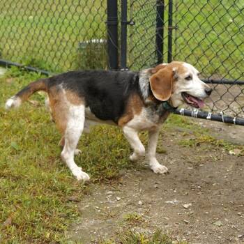 Wesson -  Beagle Dog for Adoption in Scituate, Massachusetts - Wesson | PetCurious