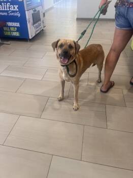 Frodo - 1 -  Labrador Retriever and Mixed Breed Dog for Adoption in Daytona Beach, Florida - Frodo - 1 | PetCurious