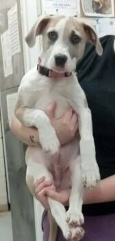 Treeing Walker Coonhound Dogs Available for Adoption - Pepperoni | PetCurious