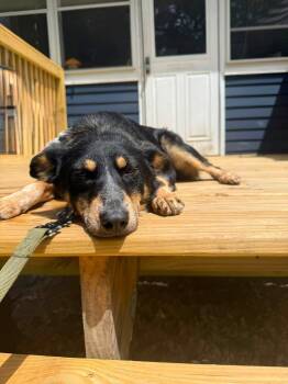 Pipi Halpert -  Cattle Dog Dog for Adoption in Germantown, Ohio - Pipi Halpert | PetCurious