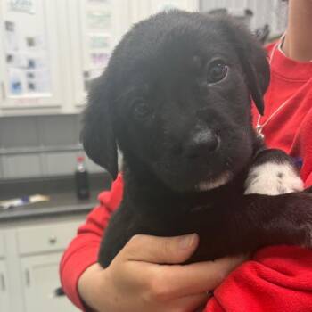 Great Pyrenees and Mixed Breed Dogs Available for Adoption in Fairmont, West Virginia - Dewey- 5255 | PetCurious