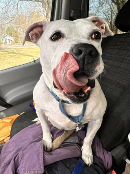 Freckles: Adopt or Forever Foster -  Pit Bull Terrier Dog for Adoption in Rochester, New York - Freckles: Adopt Or Forever Foster | PetCurious