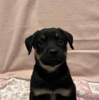 Bradford -  Shepherd and Labrador Retriever Dog for Adoption in Yankton, South Dakota - Bradford | PetCurious