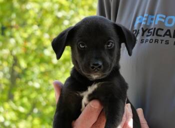 Squeaks -  Labrador Retriever and Mixed Breed Dog for Adoption in Ellicott City, Maryland - Squeaks | PetCurious