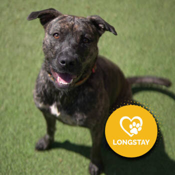 Rescue Terrier and Mixed Breed Dogs for Adoption in Gainesville, Georgia - Waffle | PetCurious