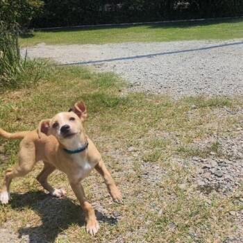 Avery -  Italian Greyhound and Whippet Dog for Adoption in Manhasset, New York - Avery | PetCurious