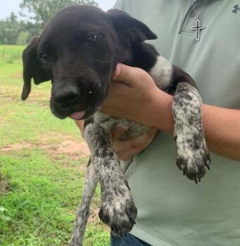 Joan Jett -  English Coonhound and Labrador Retriever Dog for Adoption in Tulsa, Oklahoma - Joan Jett | PetCurious