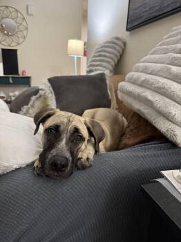 Gilmore -  Boxer and Black Mouth Cur Dog for Adoption in Pflugerville, Texas - Gilmore | PetCurious