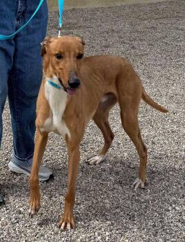 Rescue Greyhound and Coonhound Dogs for Adoption in Westerville, Ohio - Curly | PetCurious