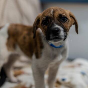 Plott Hound Dogs Available for Adoption - Baxter | PetCurious