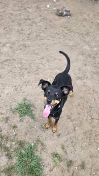 Wynona -  Miniature Pinscher Dog for Adoption in Kalamazoo, Michigan - Wynona | PetCurious