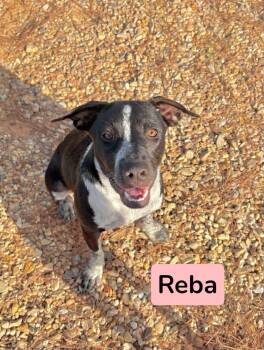 Reba -  Black Labrador Retriever Dog for Adoption in Semmes, Alabama - Reba | PetCurious