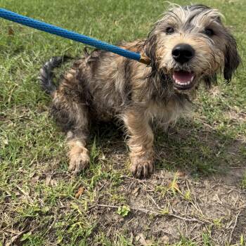 Blue -  Terrier Dog for Adoption in Harlingen, Texas - Blue | PetCurious