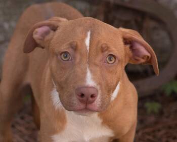 Terrier and Labrador Retriever Dogs Available for Adoption in Southaven, Mississippi - HUNTER | PetCurious