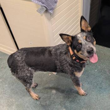 Cattle Dog Dogs Available for Adoption in Chico, California - KASSIDY | PetCurious