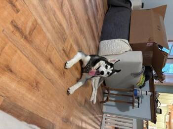 Rescue Husky Dogs for Adoption in Edgewood, Kentucky - Clint | PetCurious