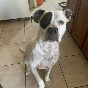 Rescue American Bulldog Dogs for Adoption in Waggaman, Louisiana - Ace | PetCurious