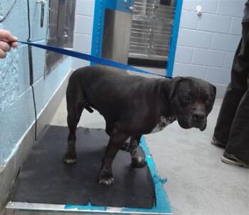 Pit Bull Terrier and Mixed Breed Dogs Available for Adoption in Albuquerque, New Mexico - MINI MOUSE | PetCurious