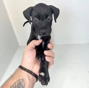Labrador Retriever and Mixed Breed Dogs Available for Adoption in Houston, Texas - A656970 | PetCurious