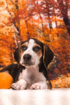 Nicolas -  Mixed Breed Dog for Adoption in Dorr, Michigan - Nicolas | PetCurious