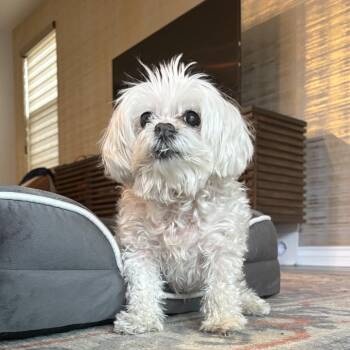 Maltese and Poodle Dogs Available for Adoption in Las Vegas, Nevada - Maci | PetCurious