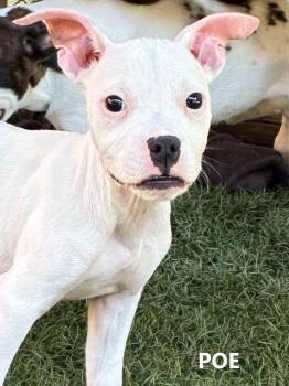 Poe -  American Bulldog and Boxer Dog Available for Adoption in Washington, Georgia - Poe | PetCurious