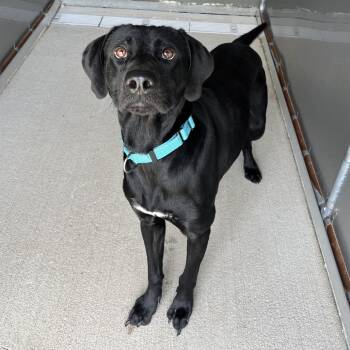 Twister -  Black Labrador Retriever and Mixed Breed Dog for Adoption - Twister | PetCurious