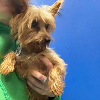 Ben -  Yorkshire Terrier Dog for Adoption in Normal, Illinois - Ben | PetCurious
