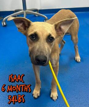 ISAAC -  Mixed Breed Dog for Adoption in Holbrook, New York - ISAAC | PetCurious