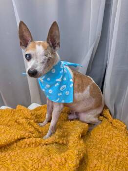 Sharky -  Chihuahua Dog for Adoption in Foley, Alabama - Sharky | PetCurious