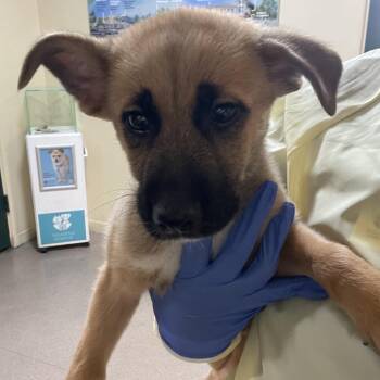 Shepherd Dogs Available for Adoption in Pasadena, California - Beatrice | PetCurious