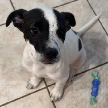 Rescue Border Collie Dogs for Adoption in Phoenix, Arizona - Bailey_2 | PetCurious