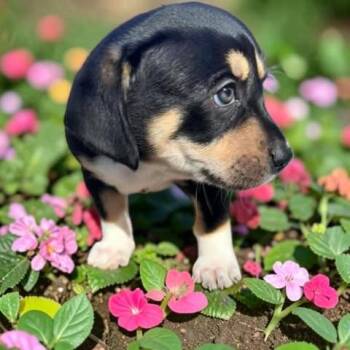 Dana -  Chiweenie Dog for Adoption in Fort Worth, Texas - Dana | PetCurious
