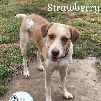 Rescue Labrador Retriever and Border Collie Dogs for Adoption in Washington, Pennsylvania - Strawberry | PetCurious