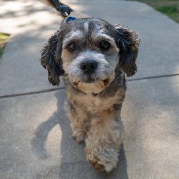 Oreo -  Shih Tzu and Mixed Breed Dog for Adoption in Baltimore, Maryland - Oreo | PetCurious