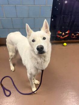 Noble -  German Shepherd Dog Dog for Adoption in Suamico, Wisconsin - Noble | PetCurious