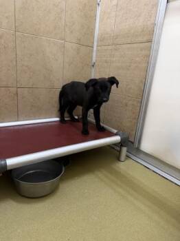 Snickers -  Mixed Breed Dog for Adoption in Hobbs, New Mexico - Snickers | PetCurious