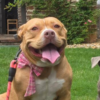 Darla -  American Bully and Bulldog Dog for Adoption in Roswell, Georgia - Darla | PetCurious