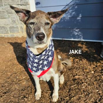 Rescue Catahoula Leopard Dog and Greyhound Dogs for Adoption in Madisonville, Tennessee - Jake | PetCurious