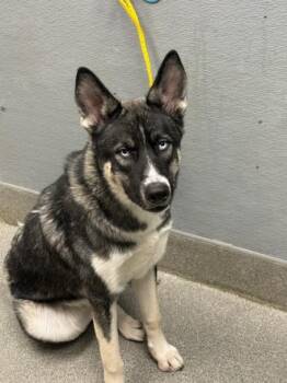 RUMMINGTON -  Siberian Husky and Mixed Breed Dog for Adoption in Las Vegas, Nevada - RUMMINGTON | PetCurious