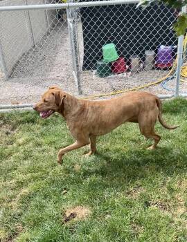 Beatrice (Beans) -  Great Dane and Vizsla Dog for Adoption in Emmett, Idaho - Beatrice (Beans) | PetCurious
