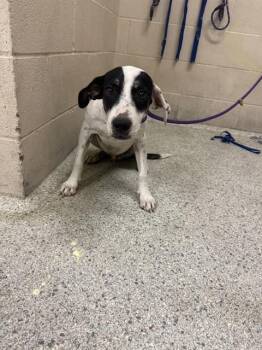 A432090 -  Australian Cattle Dog Blue Heeler and Mixed Breed Dog for Adoption in Conroe, Texas - A432090 | PetCurious