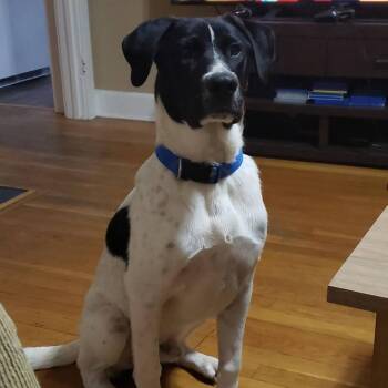 *Courtesy Listing - Gordy -  Labrador Retriever and Dalmatian Dog for Adoption in Tuscaloosa, Alabama - *Courtesy Listing - Gordy | PetCurious