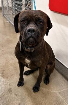 Adira - Courtesy Post) Adopt Me! -  Cane Corso and American Staffordshire Terrier Dog for Adoption in Lake Forest, California - Adira - Courtesy Post) Adopt Me! | PetCurious