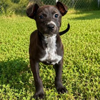 Clark -  Black Labrador Retriever and Cattle Dog Dog for Adoption in Tulsa, Oklahoma - Clark | PetCurious