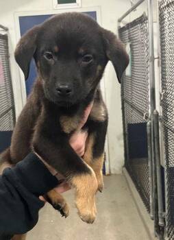 Labrador Retriever Dogs Available for Adoption - Gabriel 10 Weeks Ava 1/28 | PetCurious