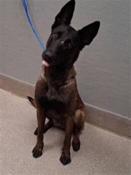 RUMI -  Belgian Shepherd Malinois Dog for Adoption in Las Vegas, Nevada - RUMI | PetCurious
