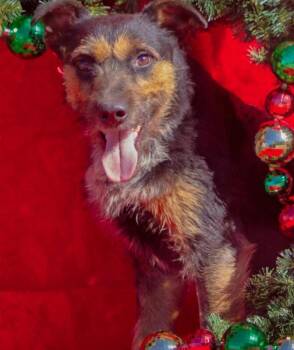 Airedale Terrier and Mixed Breed Dogs Available for Adoption in Fort Collins, Colorado - Jig | PetCurious