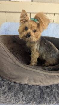Mia -  Yorkshire Terrier Dog for Adoption in Fort Worth, Texas - Mia | PetCurious