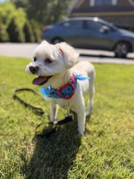 Teddy White -  Maltese and Schnauzer Dog for Adoption in Thornwood, New York - Teddy White | PetCurious